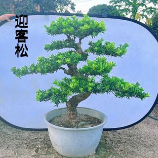 精品雀舌罗汉松盆景老桩造型大小盆栽 绿植庭院阳台金钻迎客松