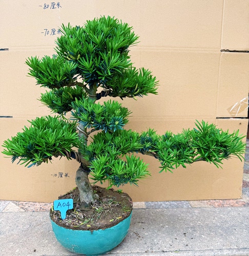 雀舌罗汉松迎客松老桩盆景