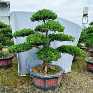 大型台湾金钻迎客松罗汉松园艺盆景树桩盆栽植物四季常青绿植庭院