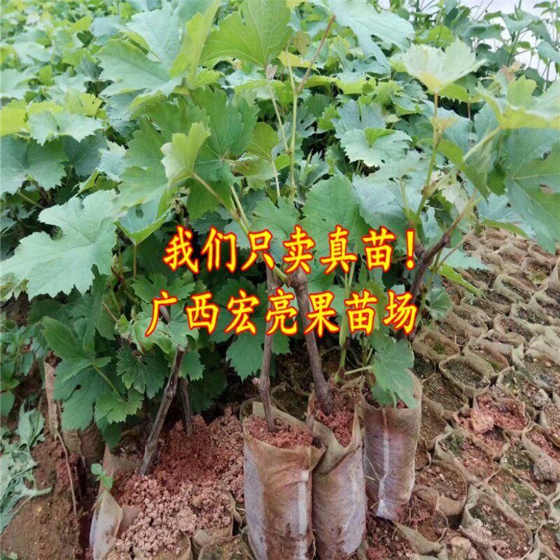 黄色盆栽地栽带土带叶葡萄树苗