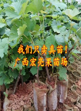 黄色水晶葡萄苗盆栽地栽葡萄树苗当年结果品种带土带叶发货果树