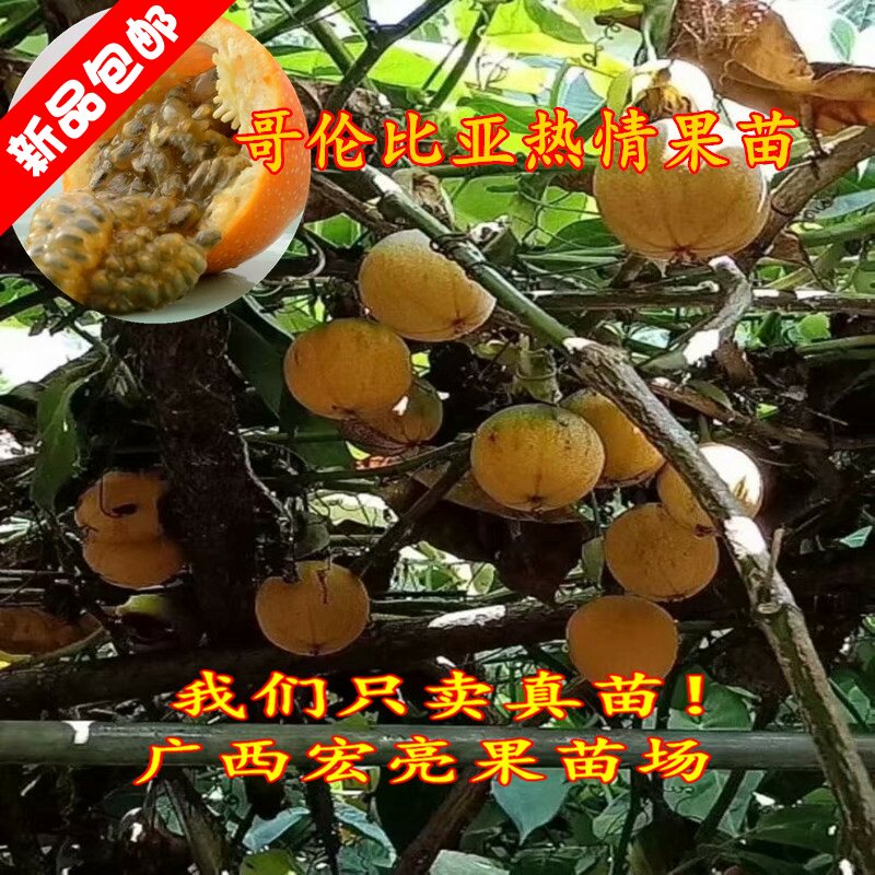 纯甜百香果果苗百香果图片