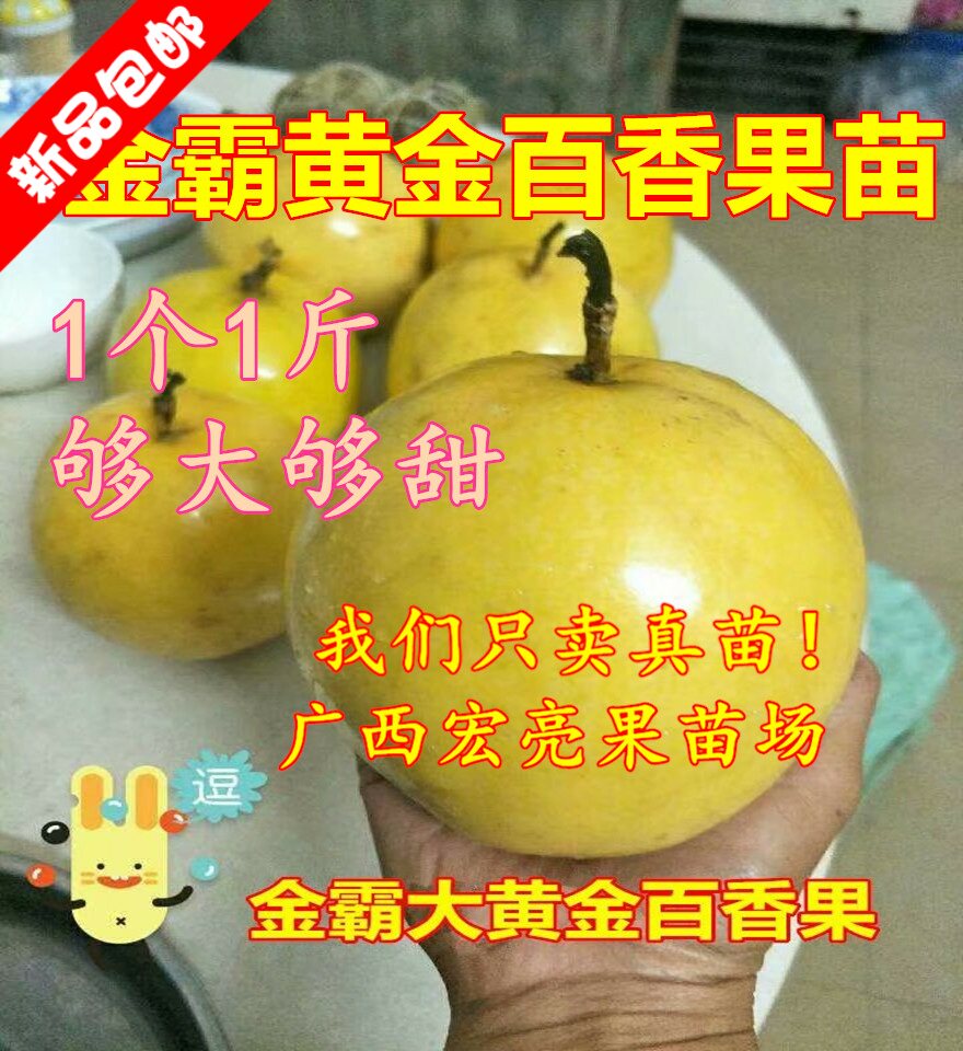 盆栽新品种百香果苗全国包邮