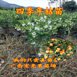 四季脆皮金桔树苗当年挂果可地栽盆栽阳台门前屋后带土带叶