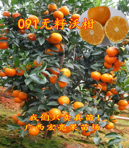 无核当年结果带土带叶沃柑苗
