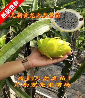 带土带叶火龙果苗