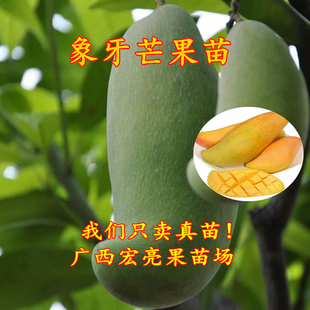 象牙芒果苗  盆栽地栽树苗 果肉细嫩坚实 庭院植物 带土带叶发货