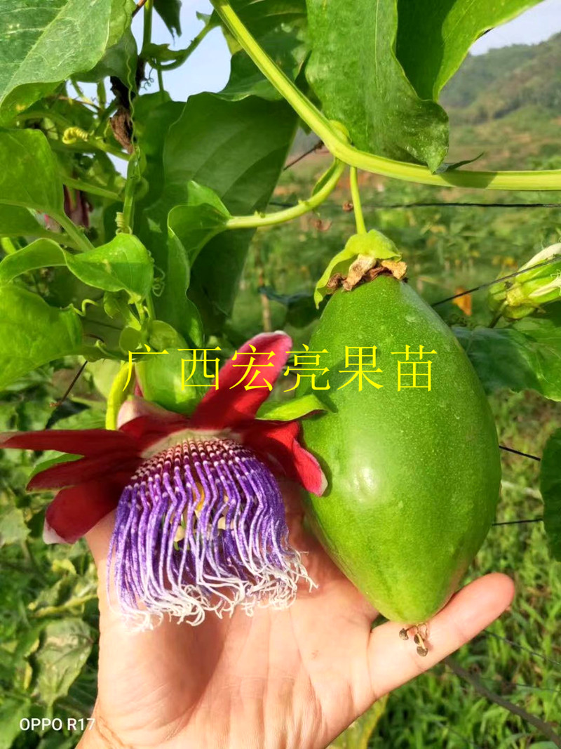 热带香蜜木瓜型百香果树苗金蜜果常绿盆栽西番莲包邮带土发货