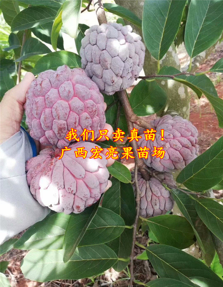 红色四季带土带叶水果苗