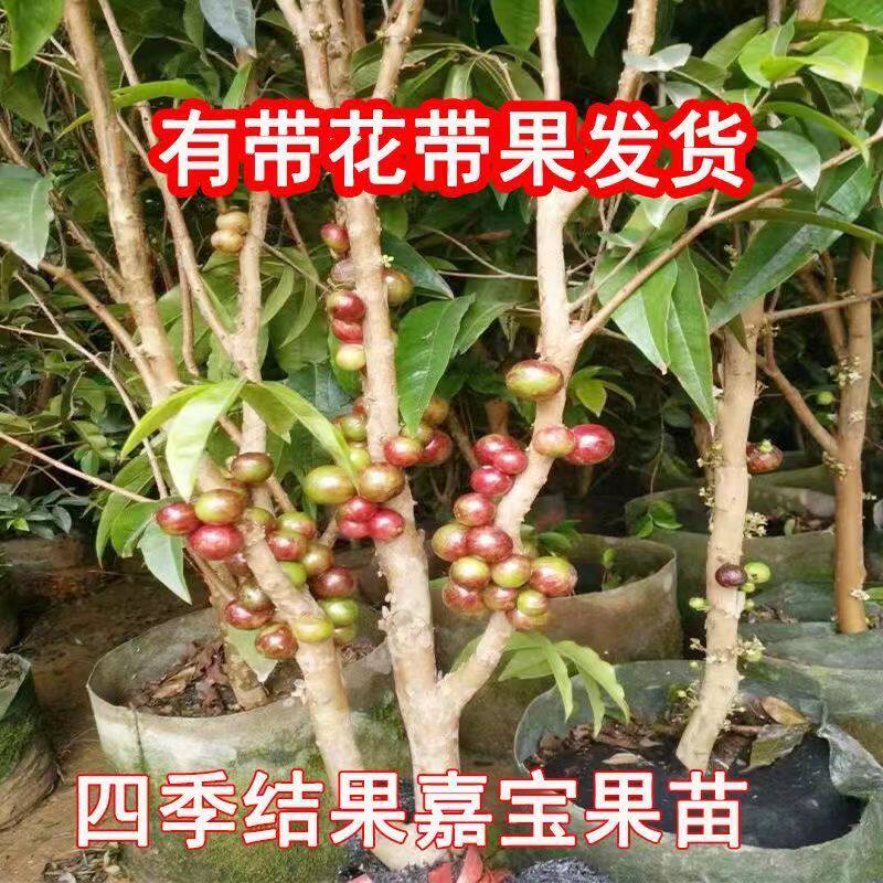 四季嘉宝果台湾艾斯卡嘉宝果树葡葡萄盆栽