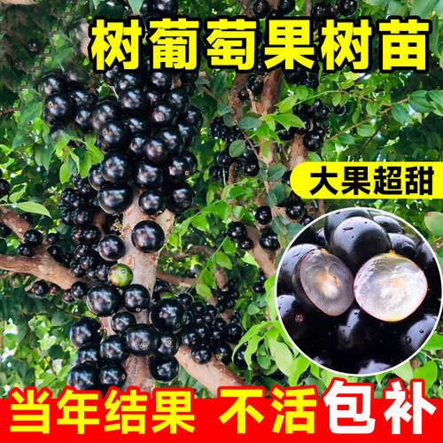 盆栽特级甜正宗南种植台湾树葡萄