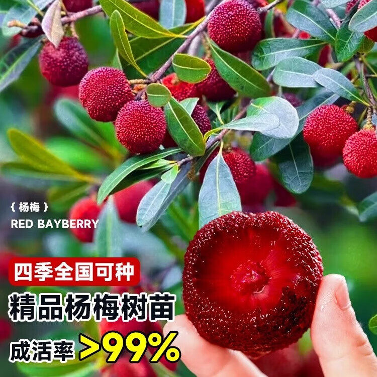 福建漳州正宗仙居东魁杨梅树树苗嫁接大果水晶南方带土早熟特大