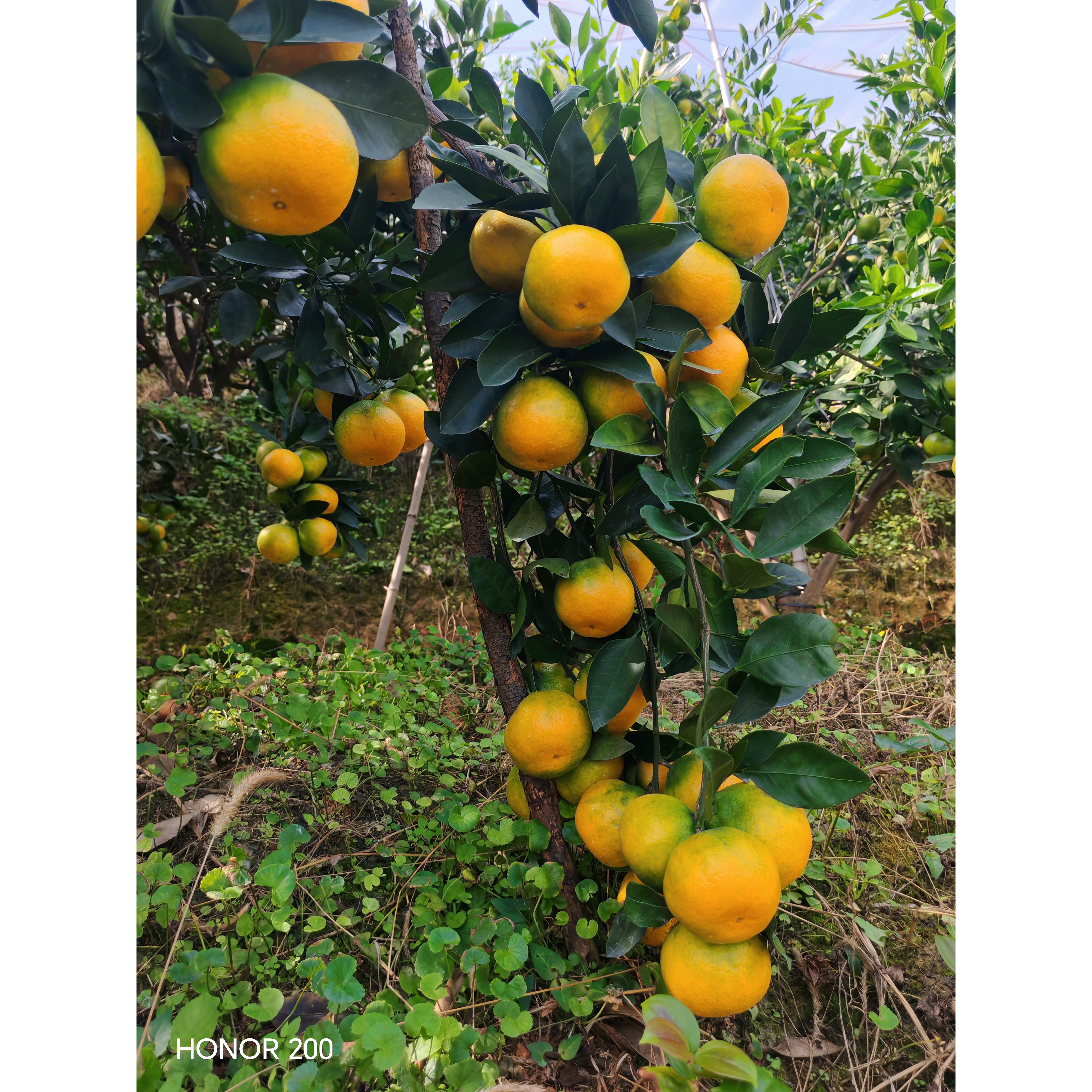 江西寻乌蜜橘