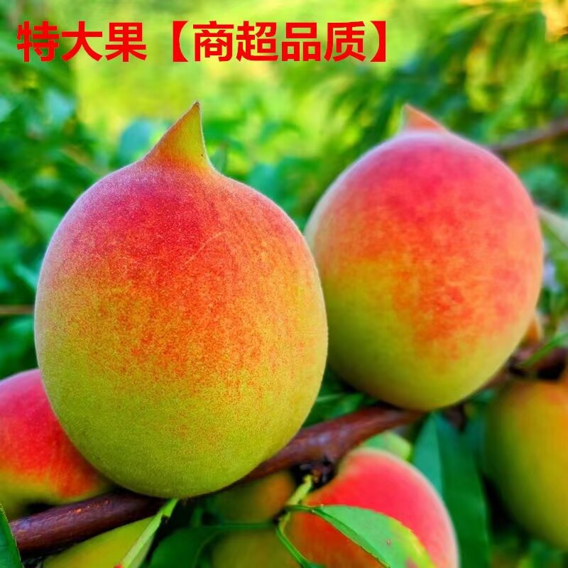 正宗江西鹰嘴桃大果5斤当季孕妇新鲜水果脆桃10斤赣南特产甜桃子