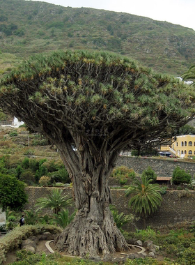 加纳利龙血树 种子 Dracaena draco subsp. Draco 块根植物种子