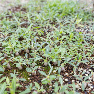 西巴女王Pachypodium densiflorum 棒槌块根多肉植物 曲奇的花园