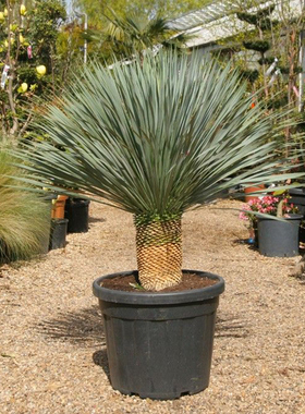 鸟喙丝兰稻草人 Yucca rostrata 耐寒超好养网红绿植 曲奇的花园