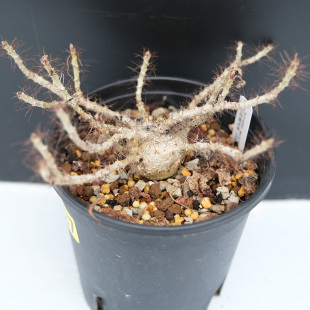 索马里白皮麻风树 Jatropha marginata 矮生种 母本级 一物一拍