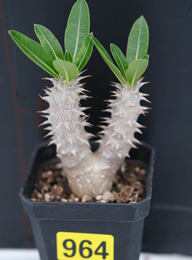 西巴女王Pachypodium densiflorum 棒槌块根多肉植物一物一拍实生