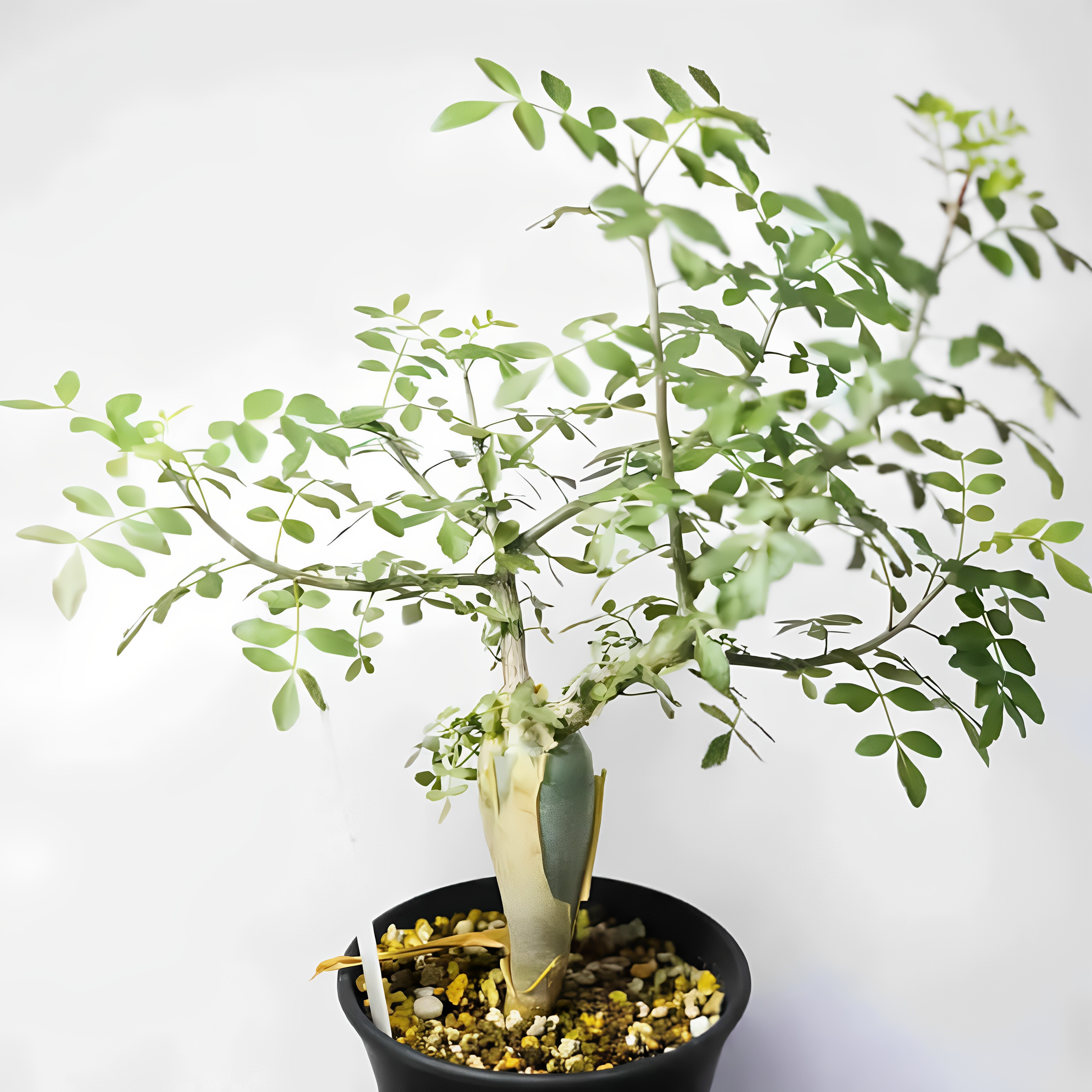 芳香橄榄 Bursera fagaroides实生 块根植物绿植 一物一拍 包对版