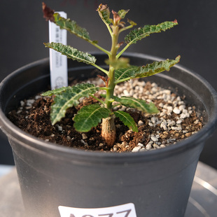 珍稀块根 娜娜乳香 Boswellia nana 籽播实生 一物一拍 橄榄香