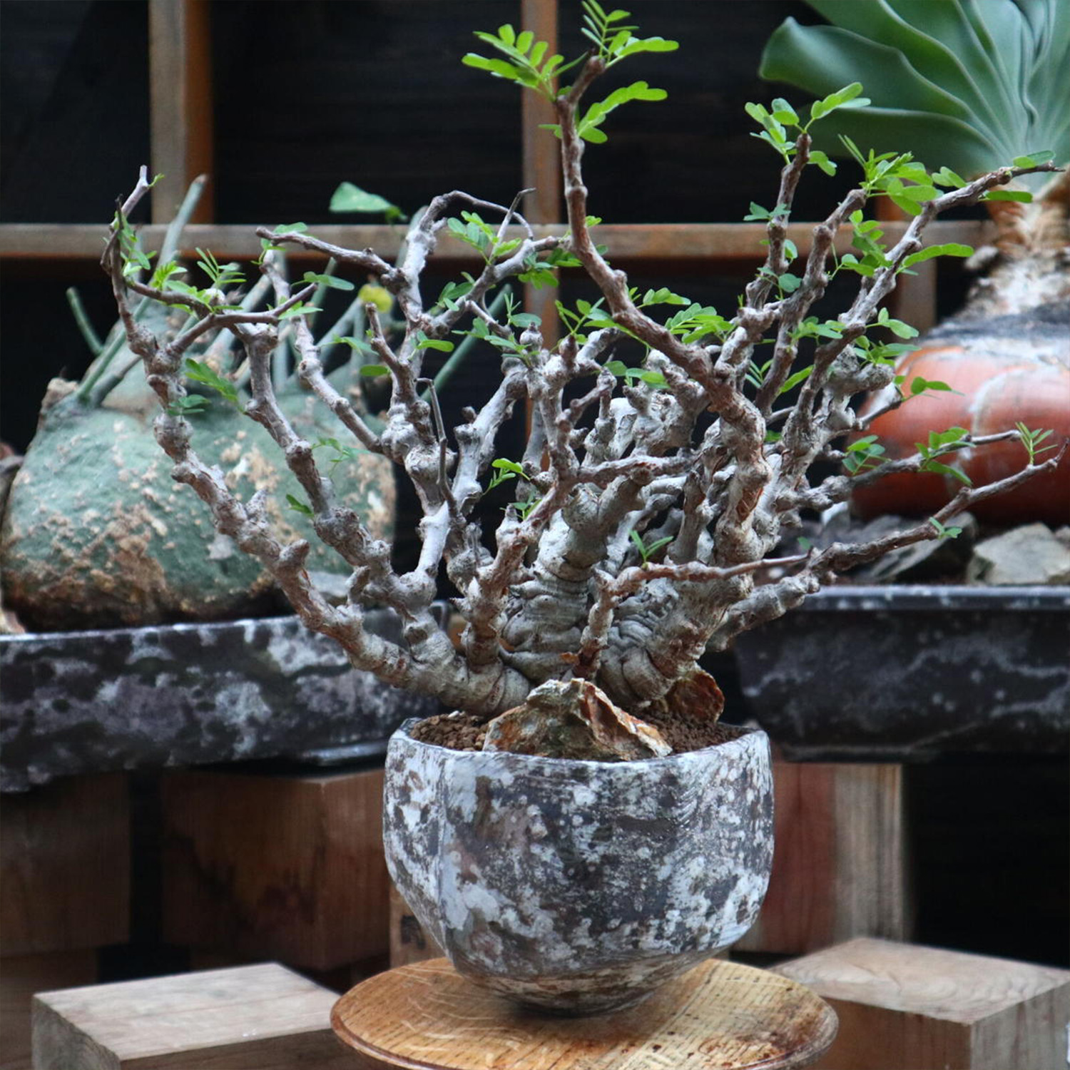 沙漠苏木籽播实生一物一拍