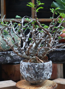 沙漠苏木 Senna meridionalis 块根植物 豆科  小盆景 一物一拍