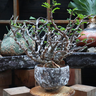 沙漠苏木 Senna meridionalis 块根植物 豆科  小盆景 一物一拍