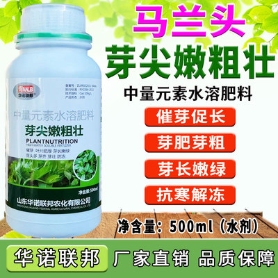 马兰芽尖嫩粗壮马兰头叶面肥催芽促长芽肥芽壮芽嫩芽多延长采收期
