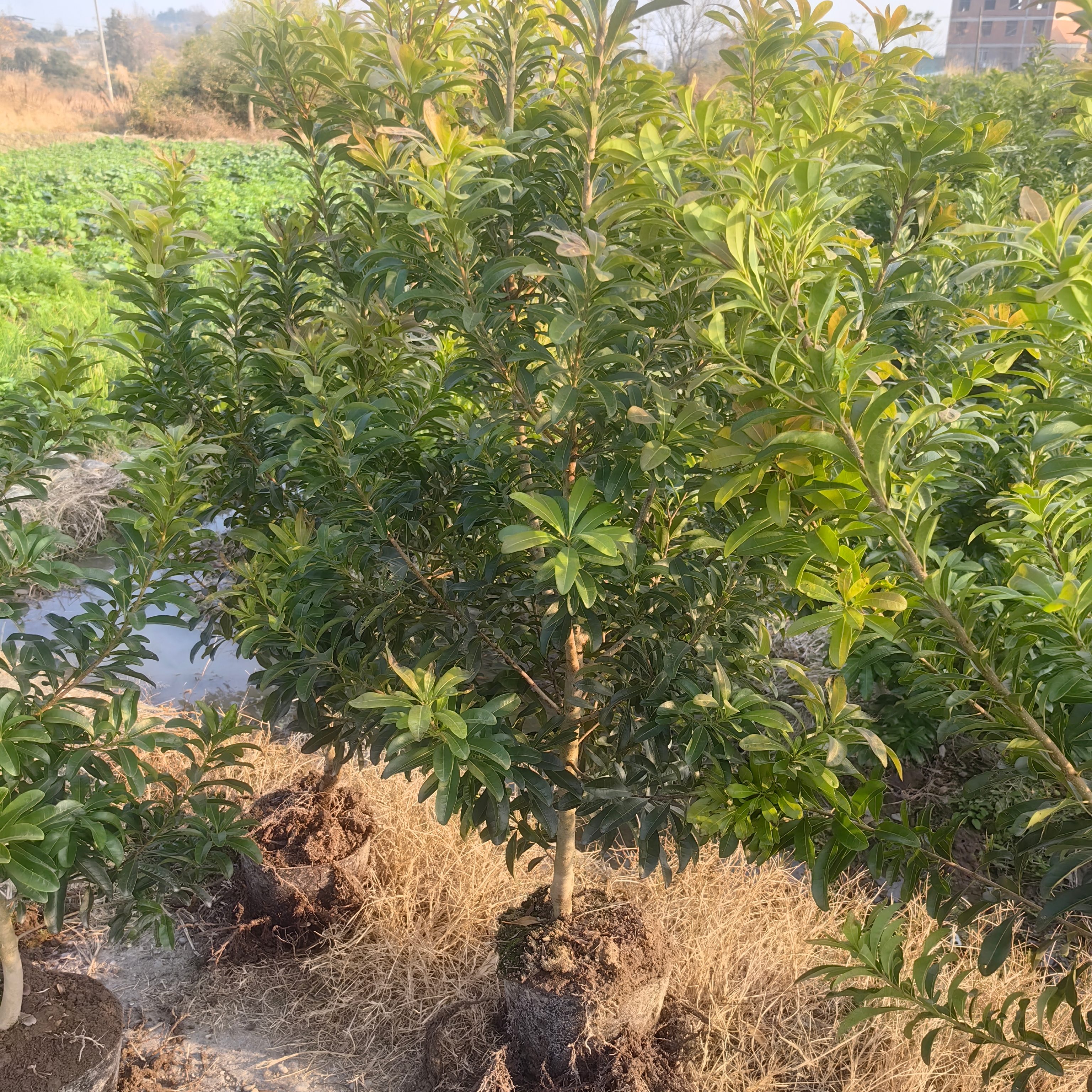 仙居黑炭荸荠杨梅嫁接苗3年