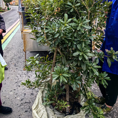 四季常青庭院东魁杨梅树苗