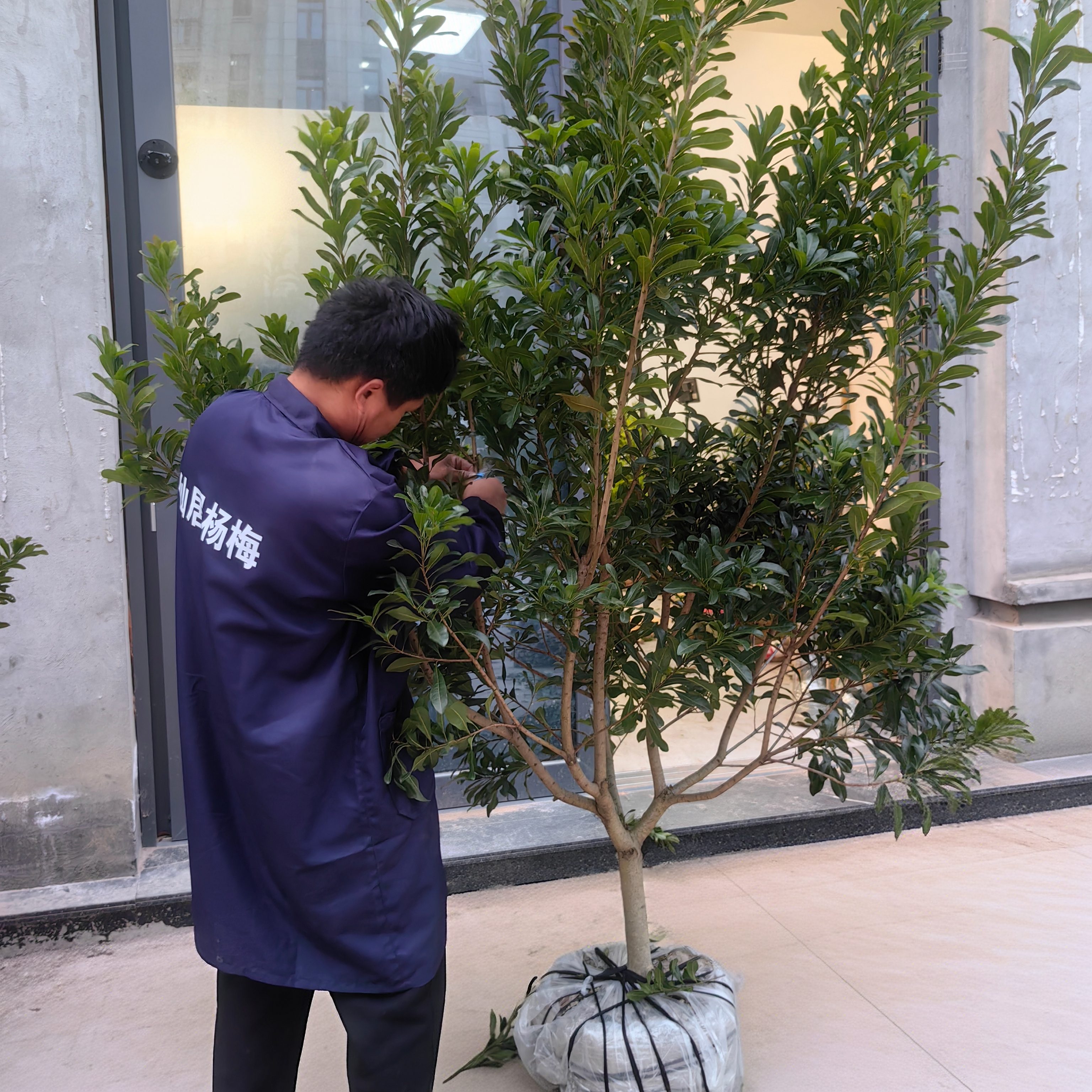 正宗仙居东魁杨梅大树嫁接苗6年