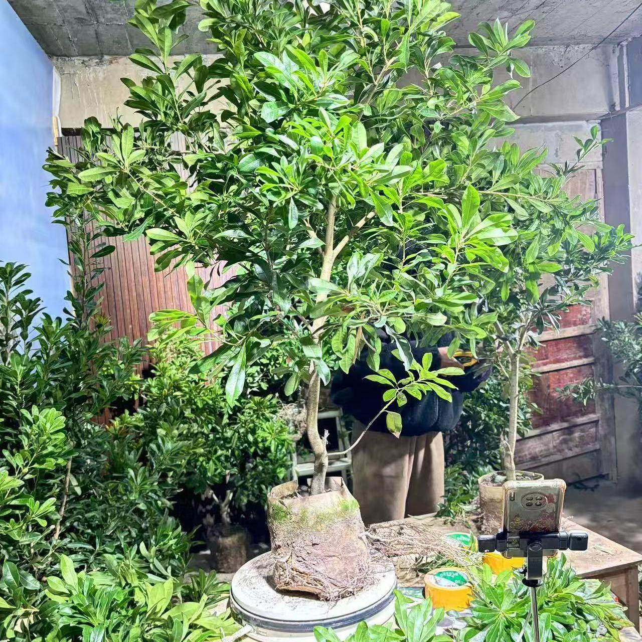 正宗仙居东魁杨梅树苗4年底径2.5-3公分嫁接苗原土球叶南方可种植,鲜花速递/花卉仿真/绿植园艺,行道树/乔木,淘宝优惠券,粉丝福利购,淘宝优惠卷