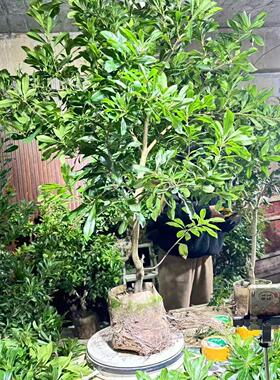 正宗仙居东魁杨梅树苗4年底径2.5-3公分嫁接苗原土球叶南方可种植