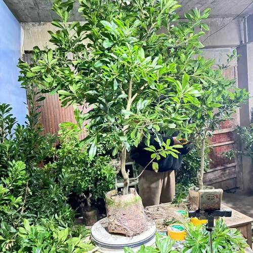 仙居杨梅苗四季常青庭院东魁树苗