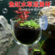 鱼缸亚克力水草杯种水草造景杯鱼缸生态装 饰造景摆件吸盘缸内草缸