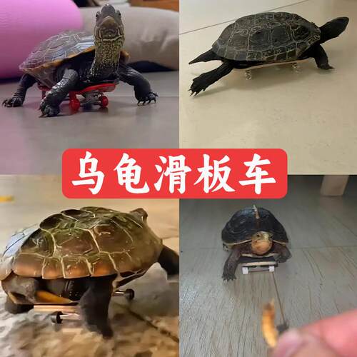 乌龟小滑板玩具抖音同款训练运动