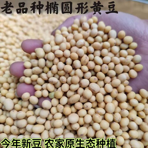 2025年新黄豆农家自种打豆浆专用做豆腐豆花非转基因