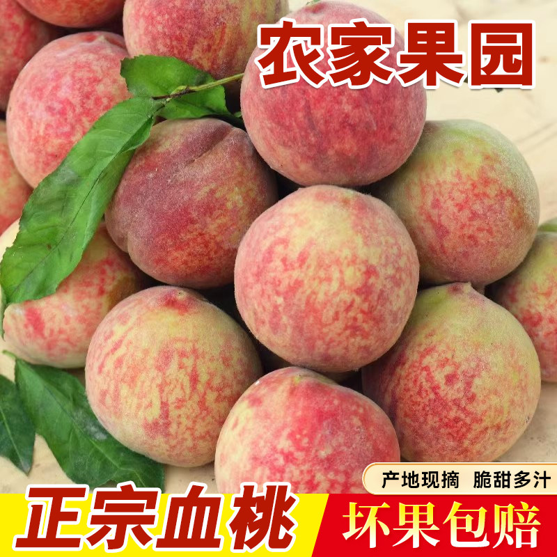 正宗血桃湖北农家当季新鲜水果包邮雪桃离核多汁脆桃应季孕妇桃子