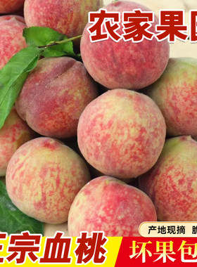 正宗血桃湖北农家当季新鲜水果包邮雪桃离核多汁脆桃应季孕妇桃子
