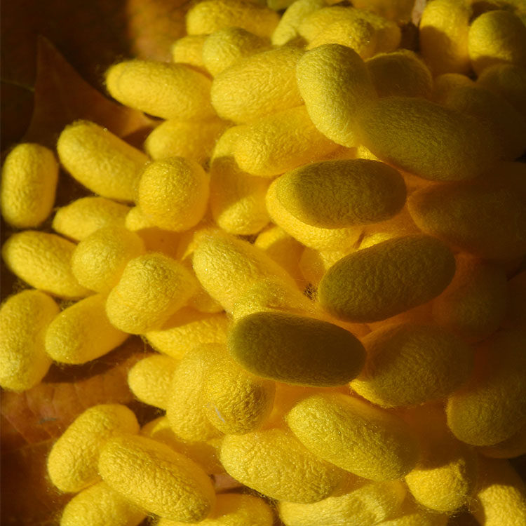 黄色 蚕茧 金色 彩色蚕茧 天然  原生态农家 自养 美肤 烘干蚕茧