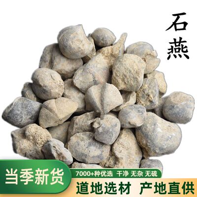 石燕 石燕子 大石燕 燕子石 水飞燕子 优质 无杂质    500克