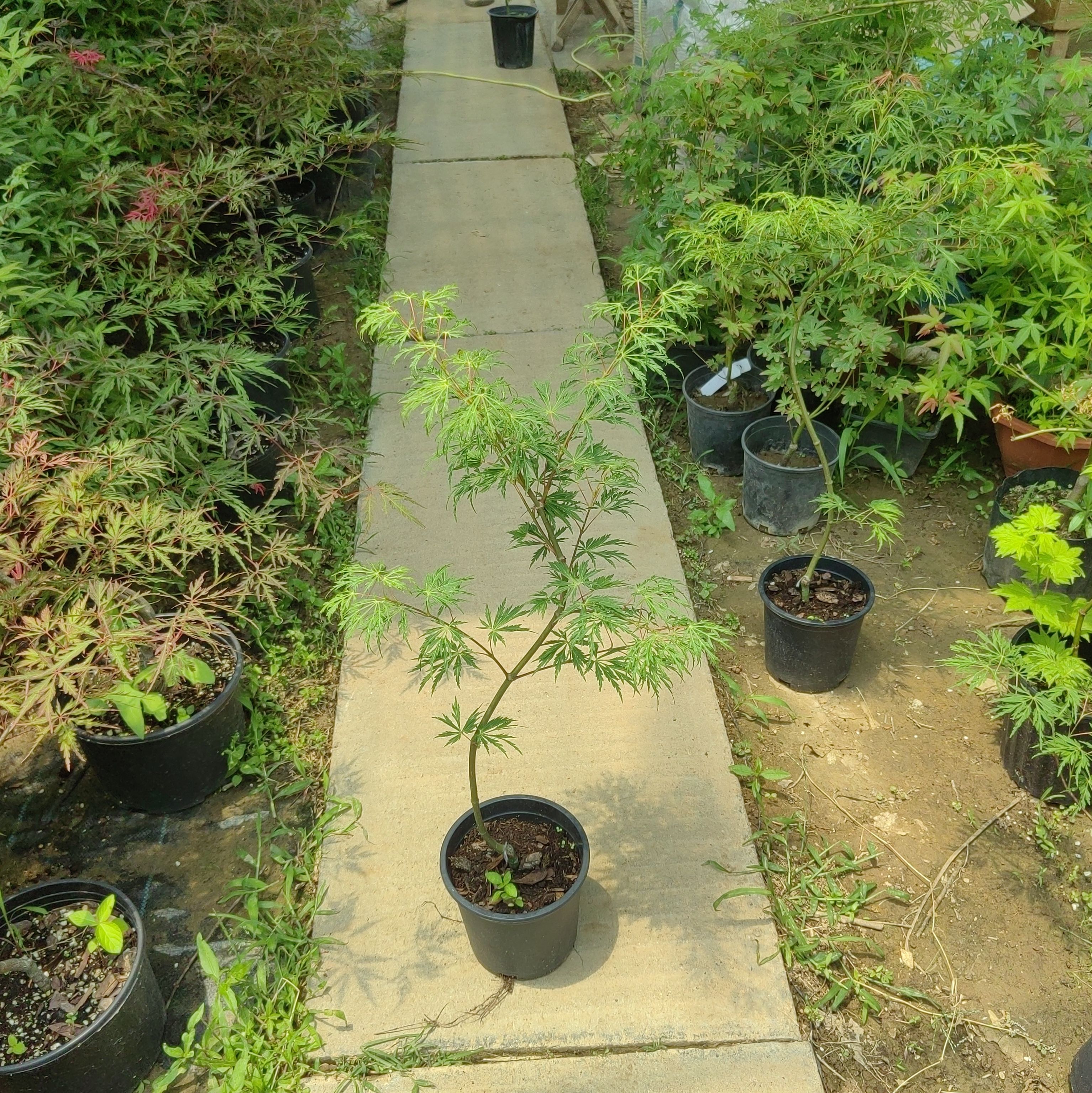 孔雀鸠枫树苗 羽扇槭 盆景园艺素材 庭院地栽品种枫树 四季变色