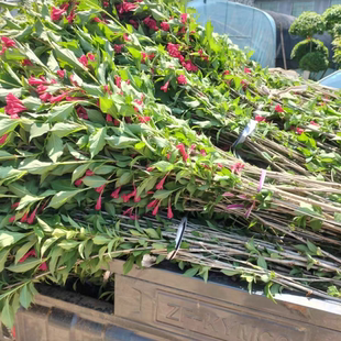 红王子锦带花苗五彩锦带花树盆栽别墅庭院耐寒绿化风景树四季开花