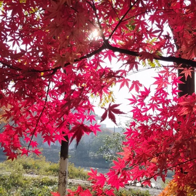 原生鸡爪槭树苗枫树庭院风景大树园林绿化盆栽老桩观赏苗木