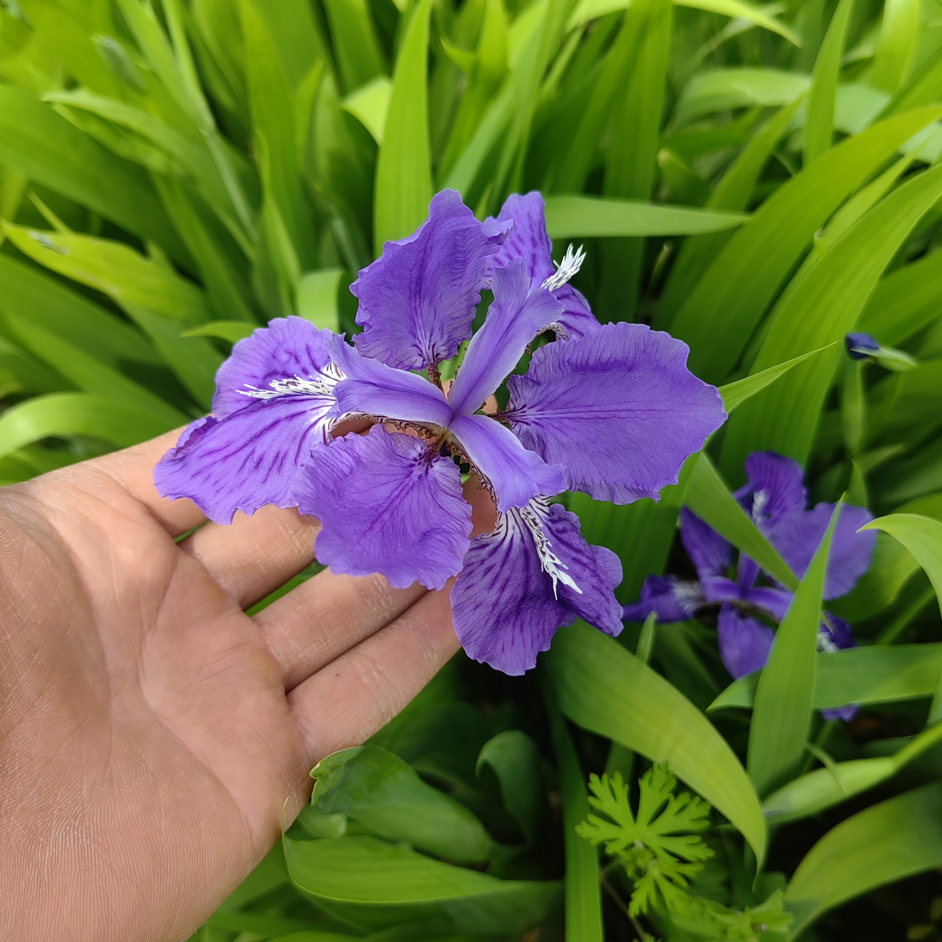 鸢尾花苗蓝花鸢尾苗宿根草花四季常绿燕尾兰庭院道路绿化地被植物