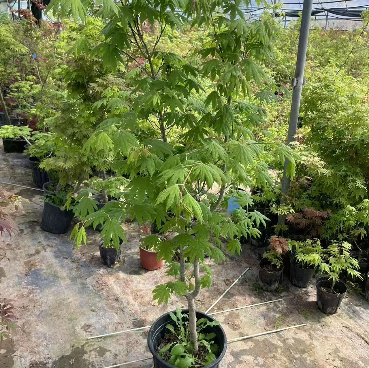 紫花槭枫树东北九角枫假色槭北方耐寒枫别墅庭院观赏彩叶紫花枫苗