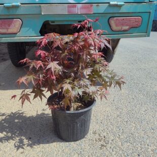 红舞姬盆景老桩红枫盆栽树苗庭院室外地栽矮化枫树花园耐寒植物