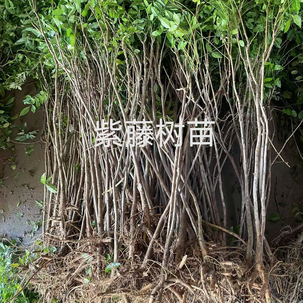 多花紫藤花苗爬藤植物阳台盆栽庭院攀援树苗丰花耐寒植物紫藤树苗