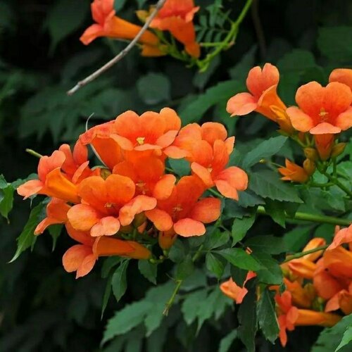 中华凌霄花苗爬藤植物凌霄树苗老桩花卉庭院喜阳耐寒易种南北种植